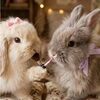 bunnyluv1970